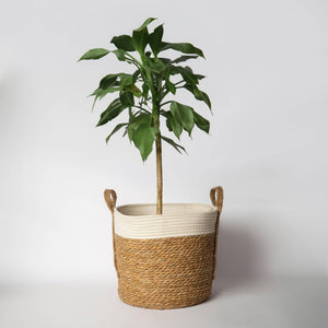 820 - Seagrass Basket with handles